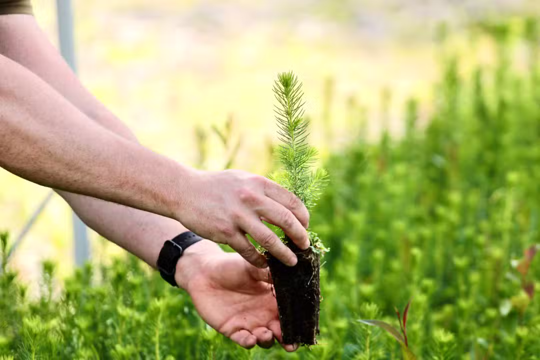 Reflorestamento plantação