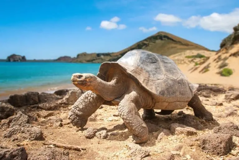 tartaruga gigante - FOTOGRIN/Shutterstock.com