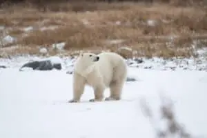 Ursos polares em Svalbard surpreendem cientistas ao ganhar peso apesar da rápida perda de gelo no Ártico norueguês, revela estudo recente