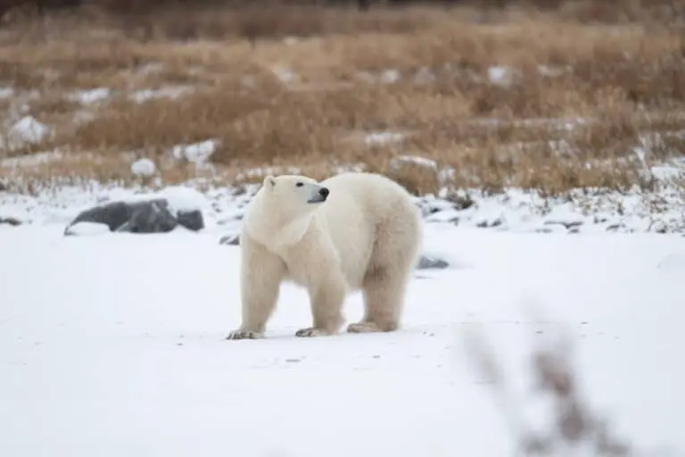 Urso polar