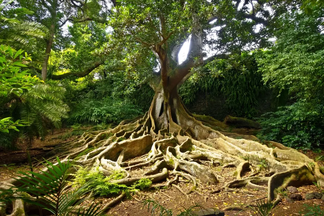 arvore