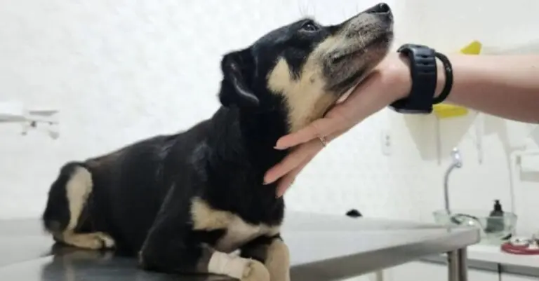 Cadela enterrada viva - Divulgação