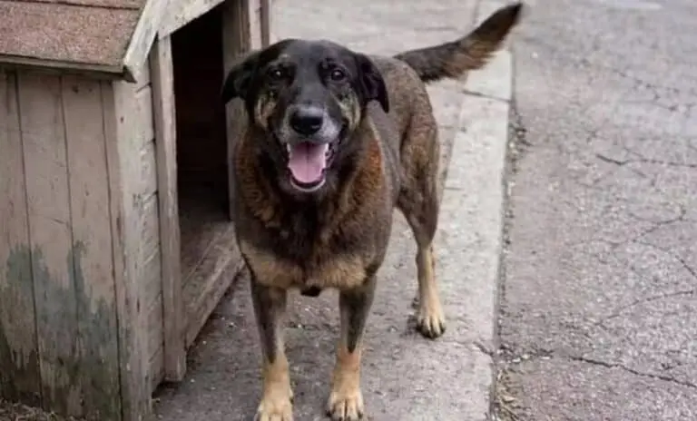 Cão Orelha - Instagram