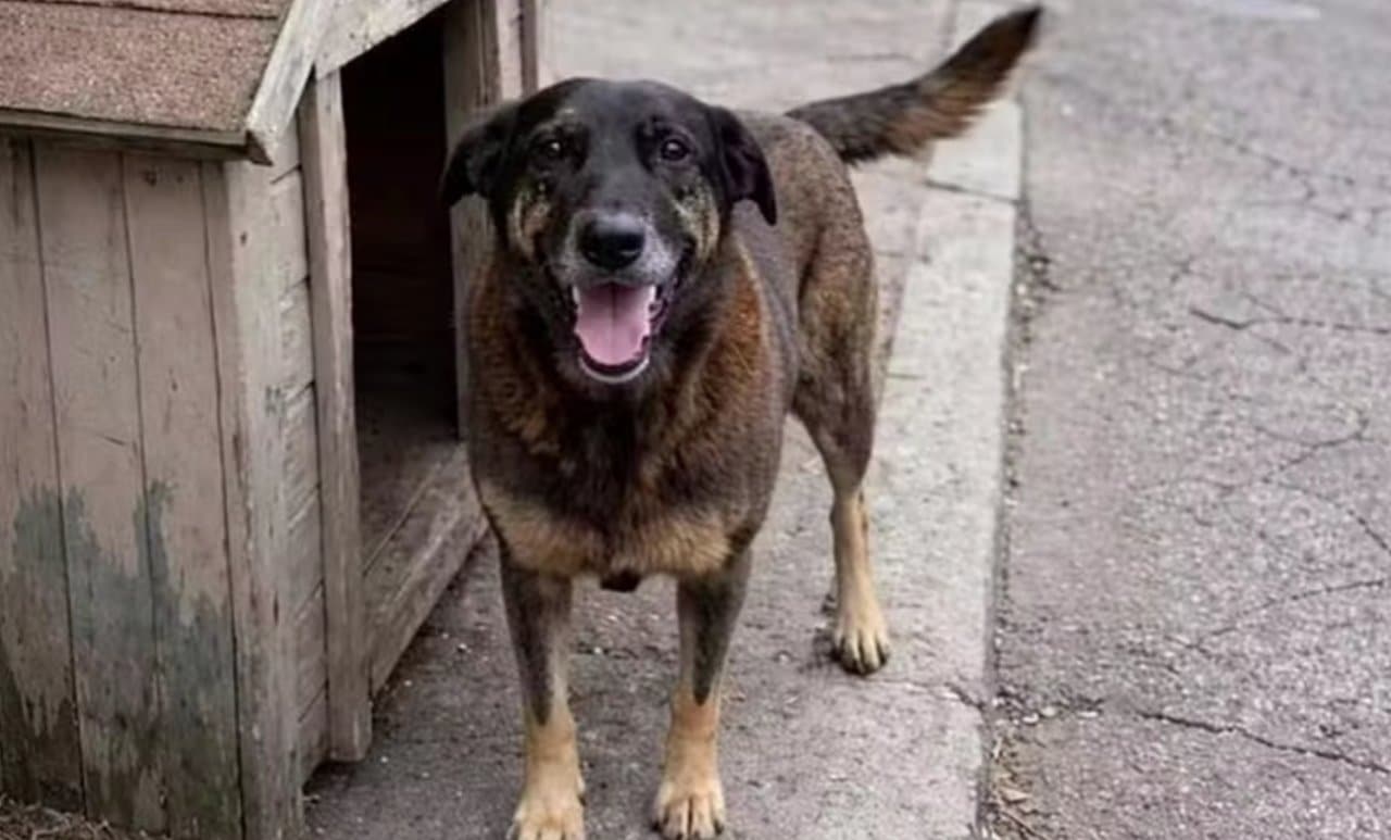 Cão Orelha - Instagram