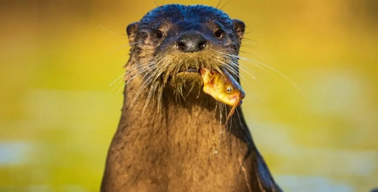 Vidra leucistică rară din Pantanal concurează pentru popularul premiu internațional de fotografie 2026