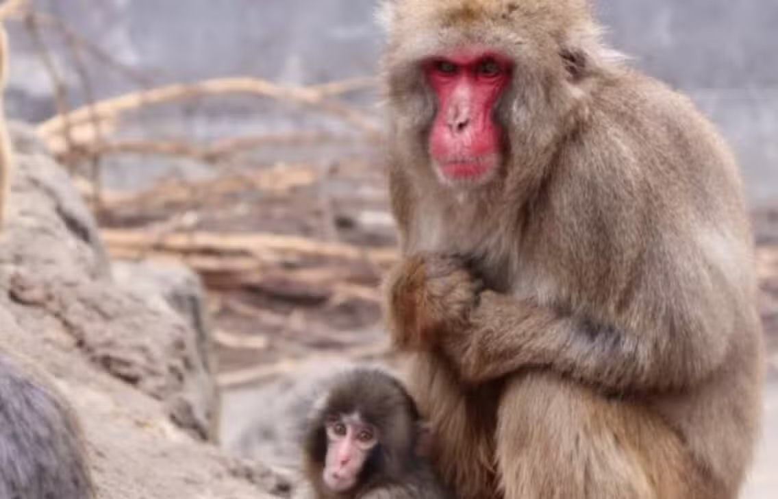 macaco japonês popular - X