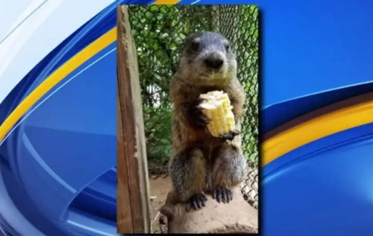 Marmota - Howell Nature Center