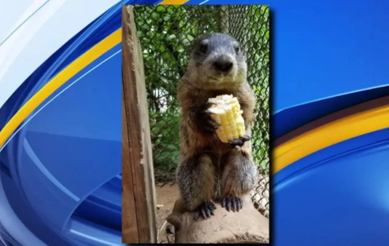 Marmota - Howell Nature Center