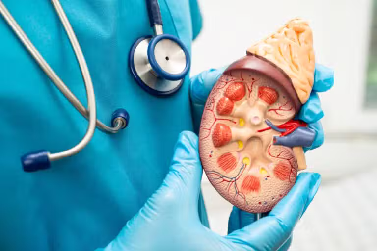 Anatomia de um rim, doença renal, nefrologista