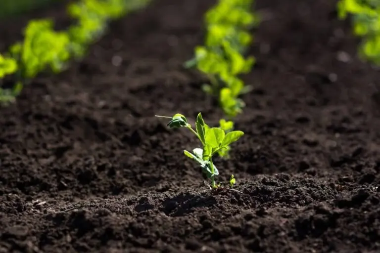 Brotos, plantas.
