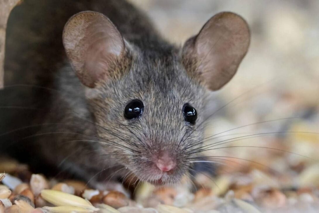 Camundongo, rato