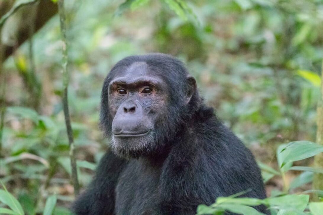 Chimpanzé