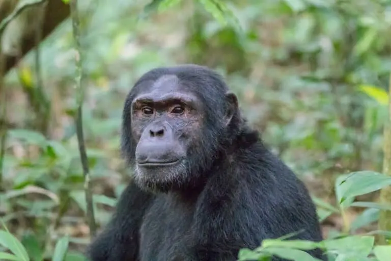 Chimpanzé