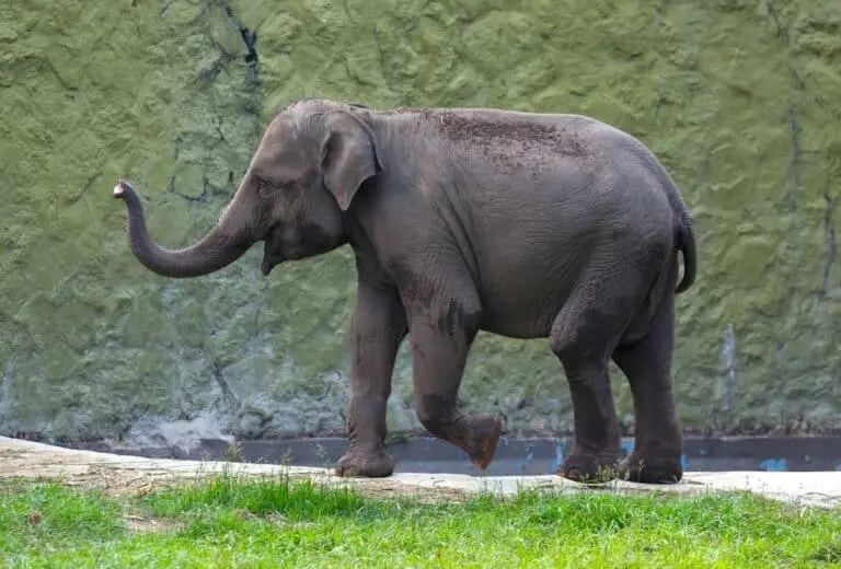 Elefante da Malásia