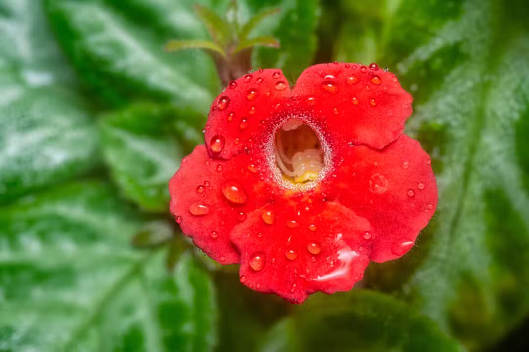 Flor silvestre, flor-macaco-escarlate