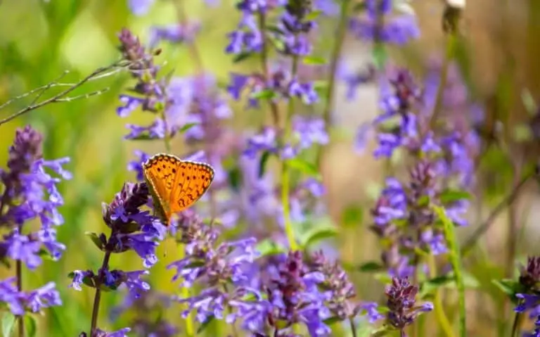Flores, borboleta, primavera