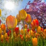 Flores, primavera