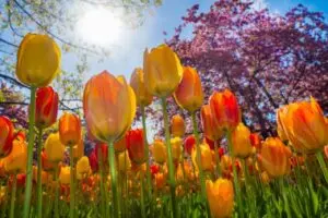 Echilibrul zi și noapte ajunge înainte de echinocțiul de primăvară 2026 în Canada din cauza efectelor atmosferice