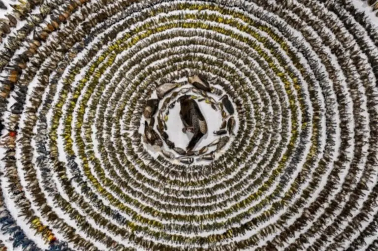 Foto de aves mortas após colisão com janelas foi ouro em Conservação e no geral
