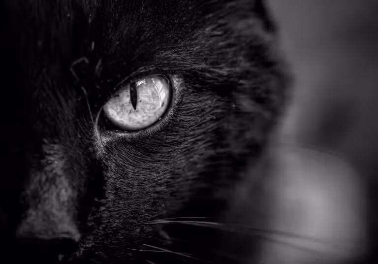 Gato Preto