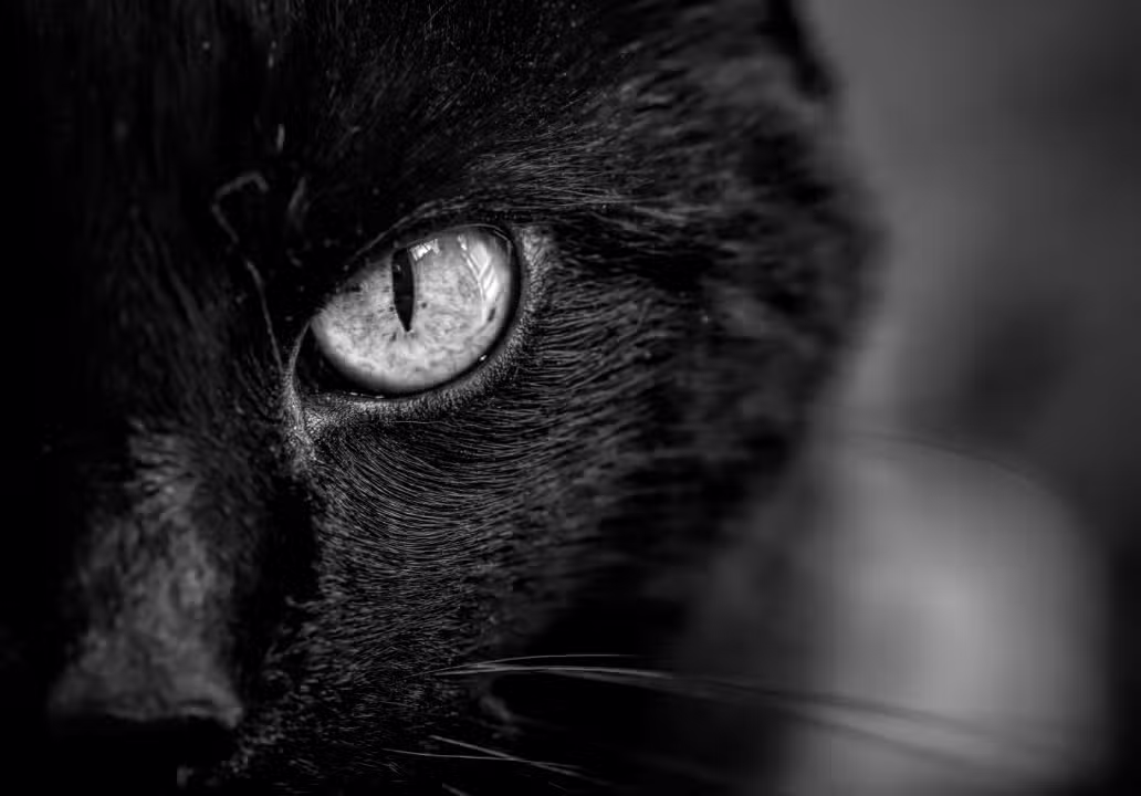 Gato Preto