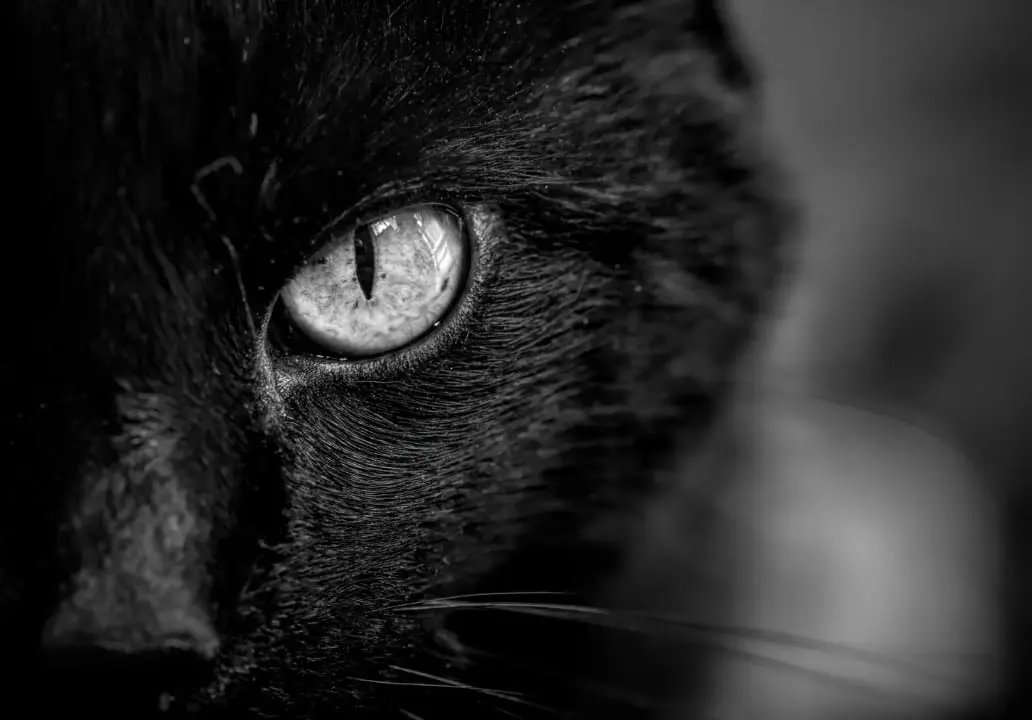 Gato Preto