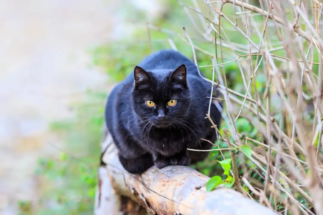 Gato preto, sexta-feira 13