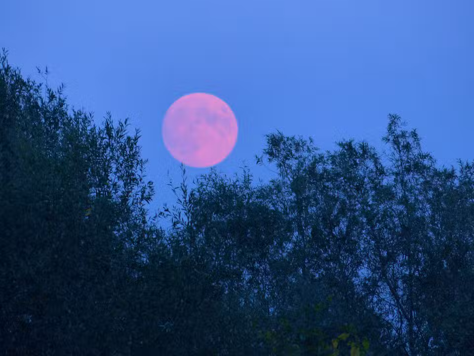Lua rosa