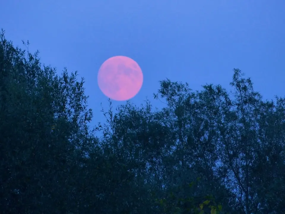 Lua rosa