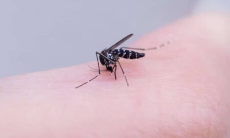 Mosquitos Aedes aegypti, picada de pernilongo