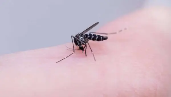 Mosquitos Aedes aegypti, picada de pernilongo