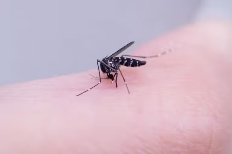 Mosquitos Aedes aegypti, picada de pernilongo