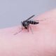 Mosquitos Aedes aegypti, picada de pernilongo