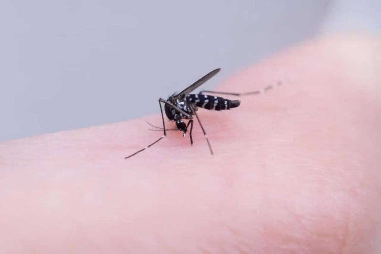 Mosquitos Aedes aegypti, picada de pernilongo