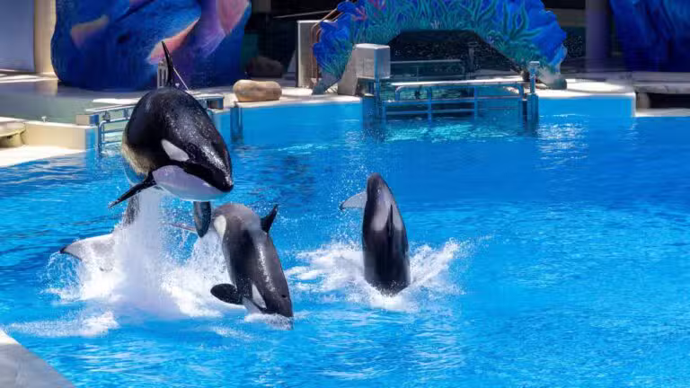 Orcas