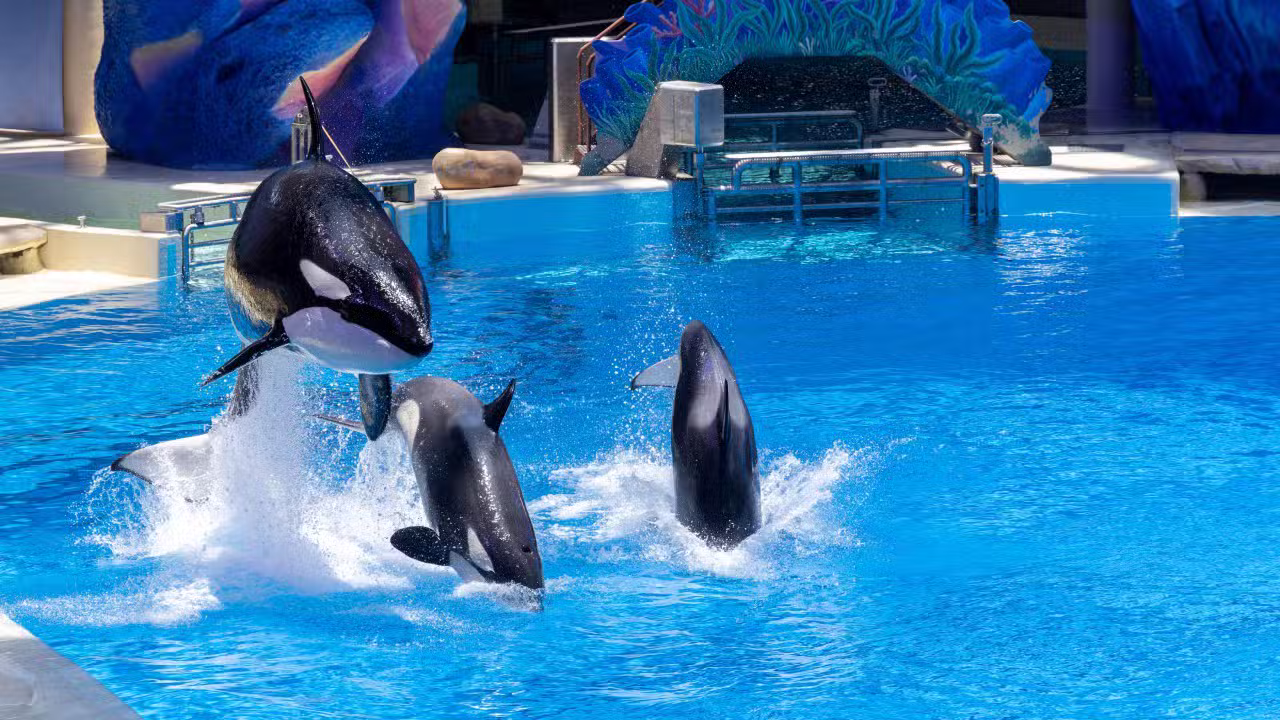 Orcas
