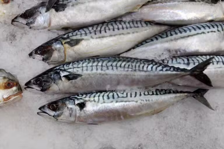 Peixe Cavalinha