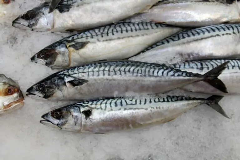 Peixe Cavalinha