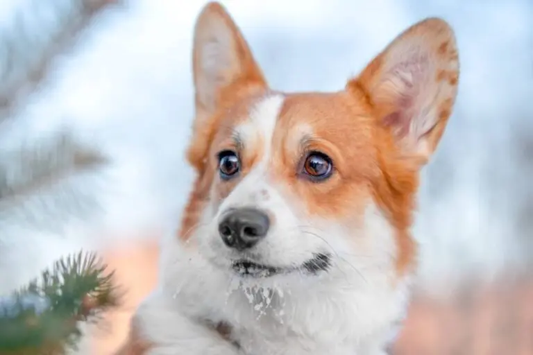 Retrato de um corgi