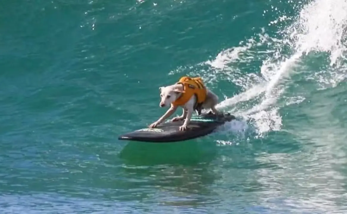 Sugar, a cadela que está no Hall da Fama do Surfe