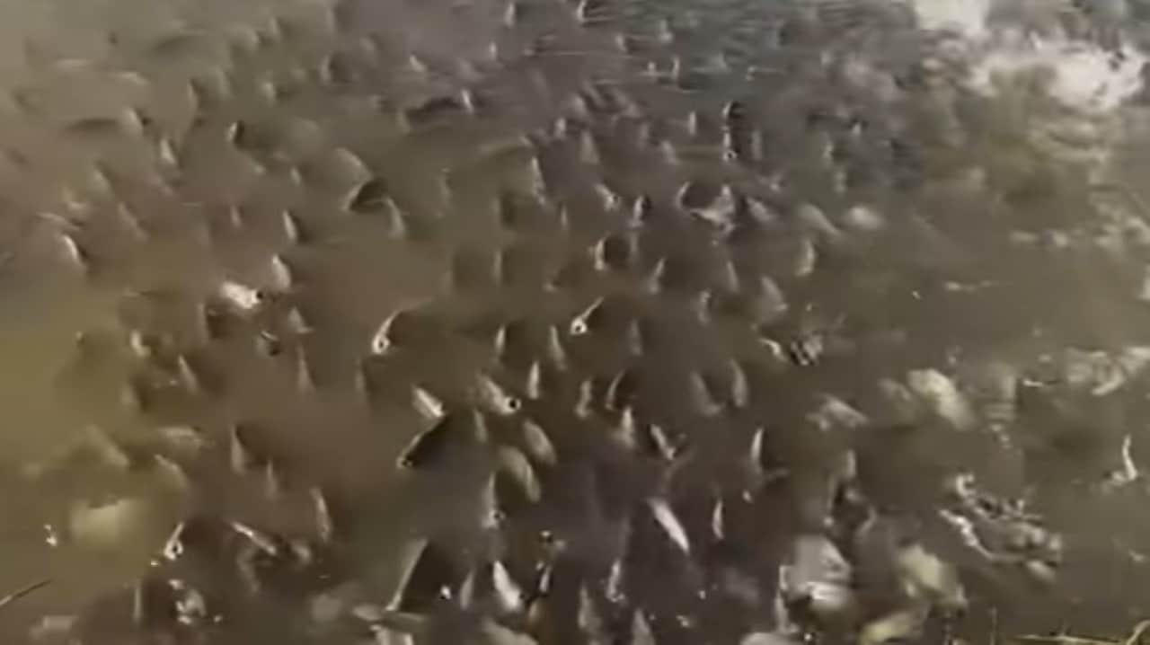 Tilapias