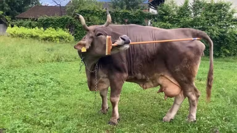 Vaca Verônika