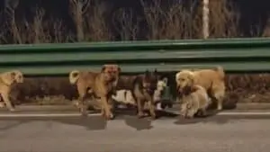 中国で盗まれた犬、大量誘拐後に信じられない逃亡と家を見つける