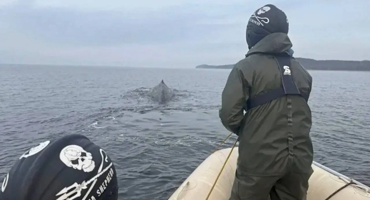 Baleia grande gravemente ferida - sea_shepherd_germany/Instagram