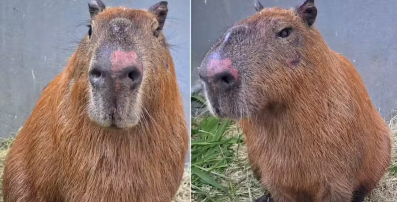 Capivara espancada já consegue ficar de pé — Reprodução