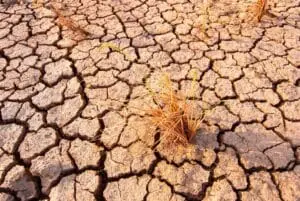 Comparativo da NASA revela impacto devastador do El Niño na vida marinha do Pacífico