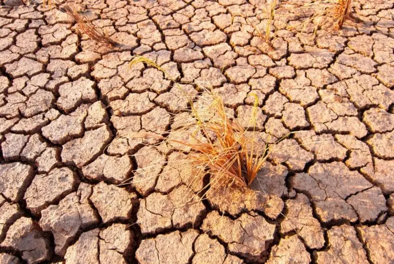 el niño