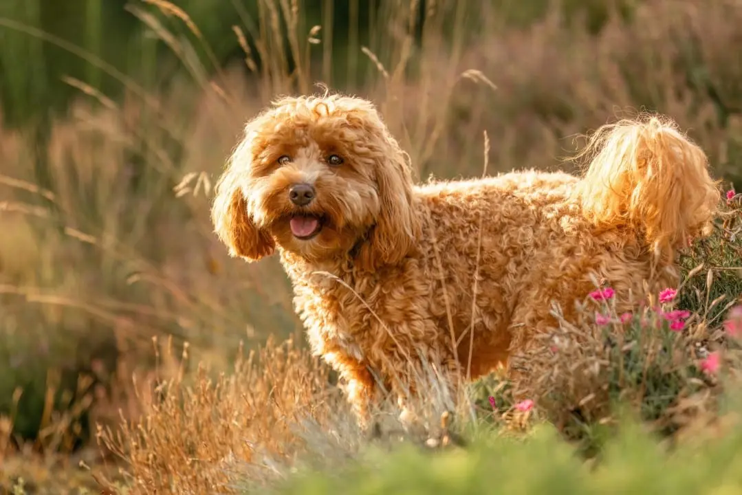 labradoodle