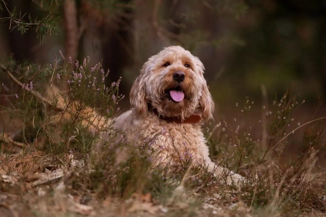 labradoodle
