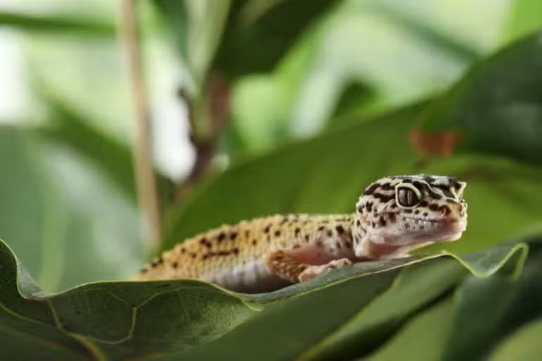 lagartixa